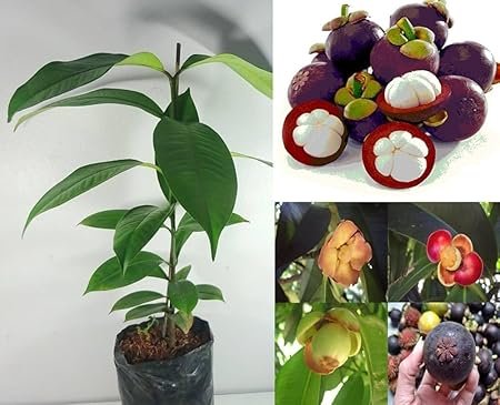 Mangosteen – Grafted (મેંગોસ્ટીન કલમ)